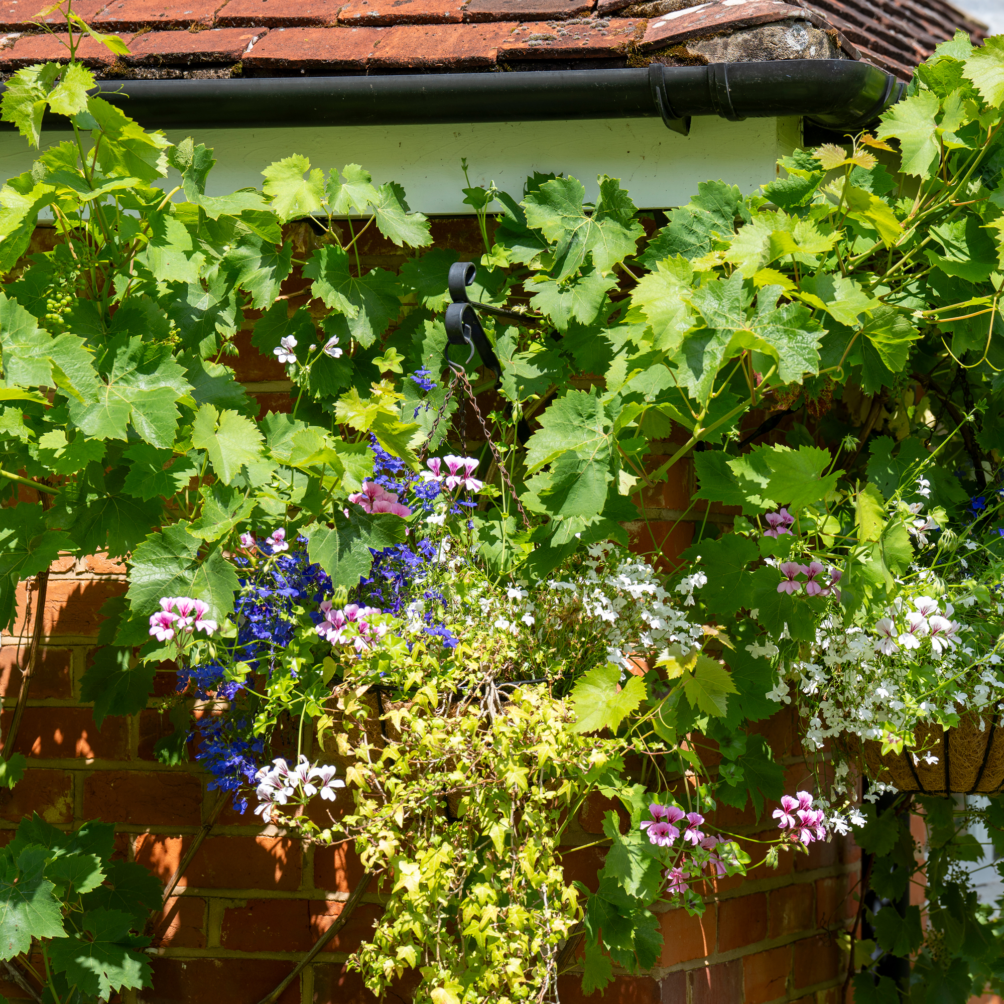 the corner of a house with vines and climbing plants and flowers