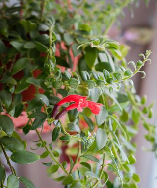 Close-up of red flowers on lipstick plant in hanging planter indoors
