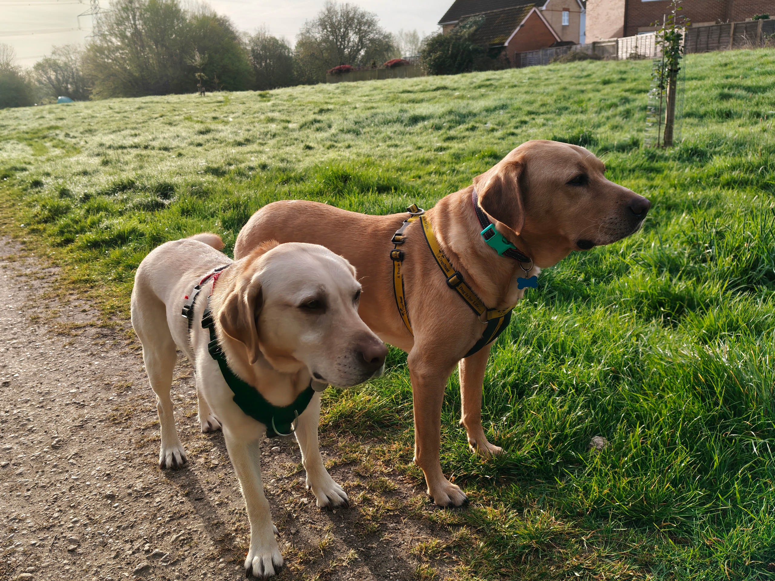 Nothing Phone 4a Pro review