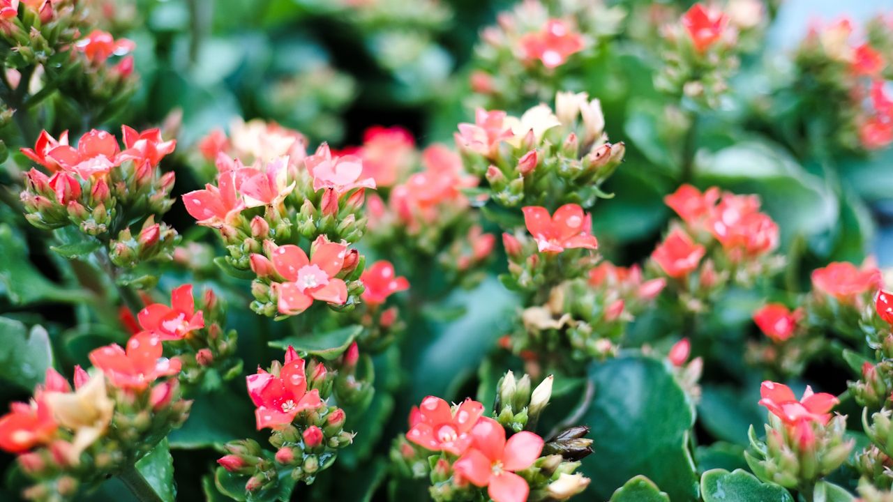 Coral kalanchoe flowering plants en masse