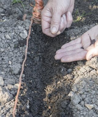 Sowing turnip seeds directly into the soil