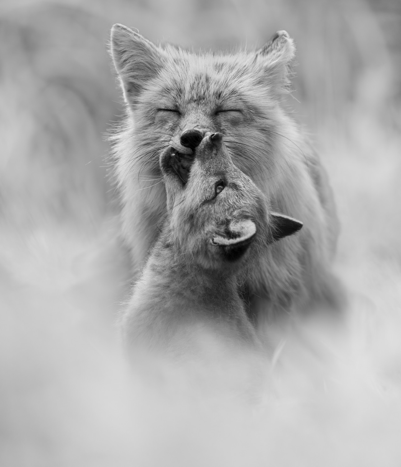 A black and white, close-up photograph captures an intimate moment between two foxes, where a smaller kit affectionately nuzzles and nibbles the snout of a larger fox that has its eyes closed in a serene expression