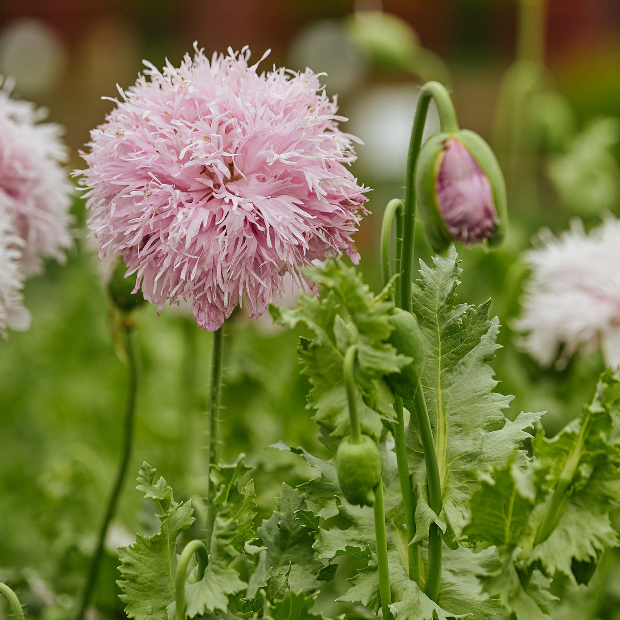 Lilac Pom Pom Poppy Seeds