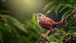 Carolina Wren