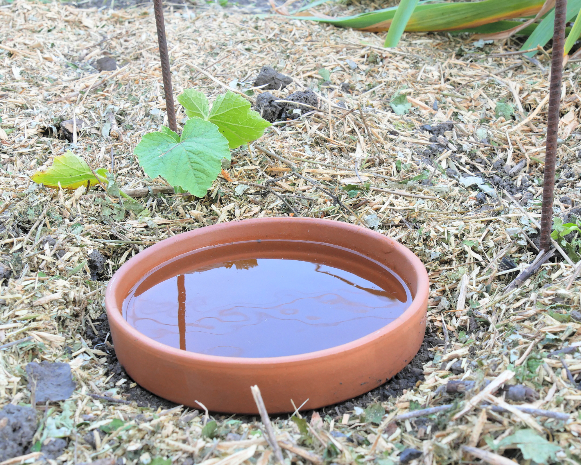 DIY continuous jar watering system, called oyas or ollas, around young vegetable plants, on mulched soil.