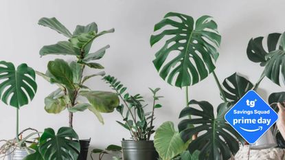 Houseplants