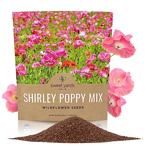 Shirley Poppy Seeds – Mixed Colors – Extra Large Packet – Over 200,000 Open Pollinated Non-Gmo Wildflower Seeds – Papaver Rhoeas
