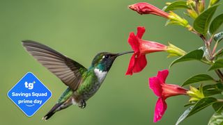Hummingbird with Prime Day badge