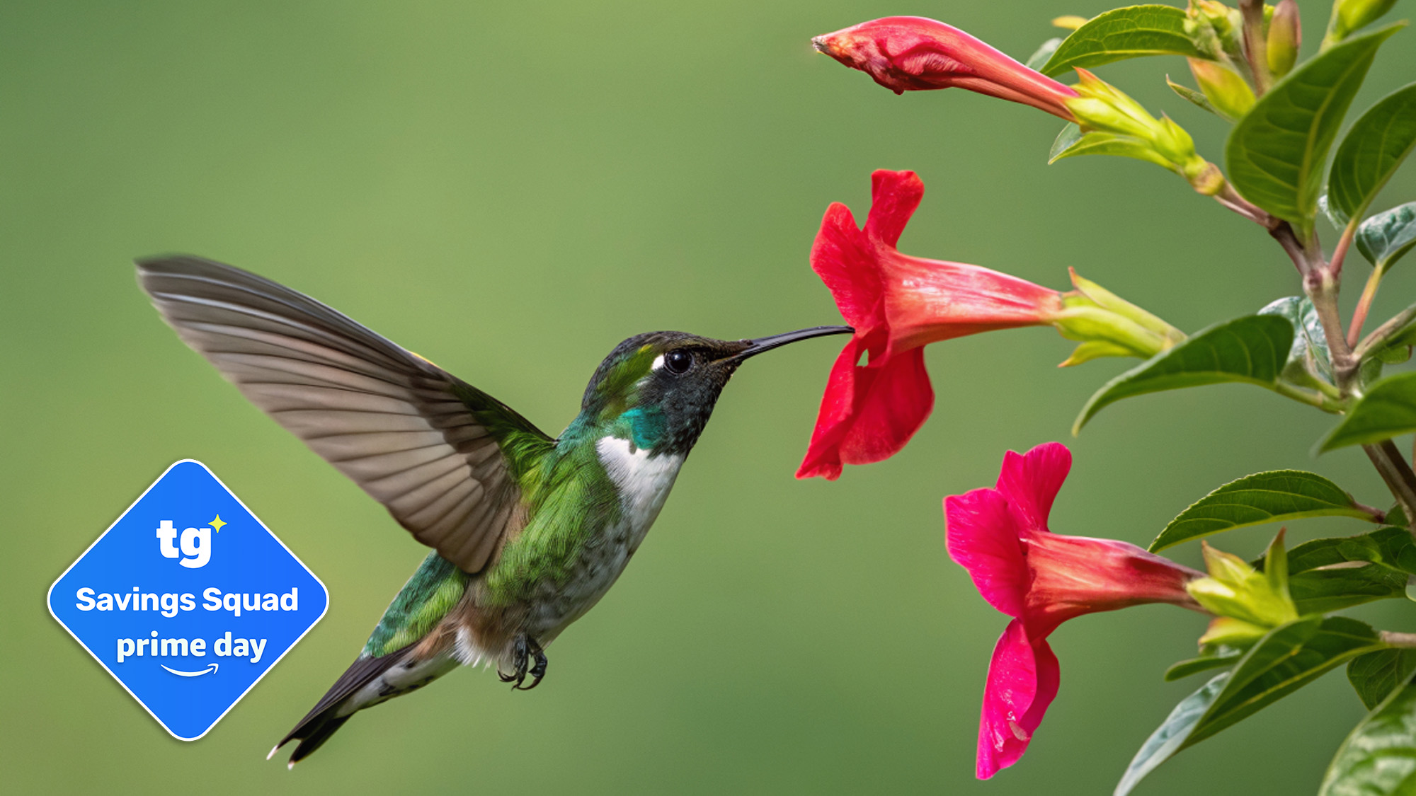 Hummingbird with Prime Day badge