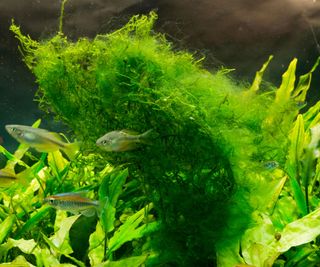 A fish tank with lots of bright green weed and algae