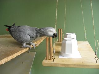 Gray parrot