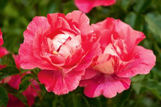 Sissinghurst rose pruning trick : roses leigh clapp mod guy savoy rose