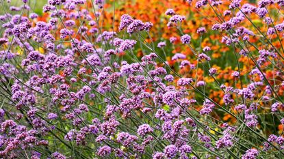 purple Verbena bonariensis in a flower bed with a backdrop of orange heleniums