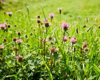 red clover in lawn