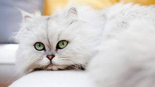 Persian cat