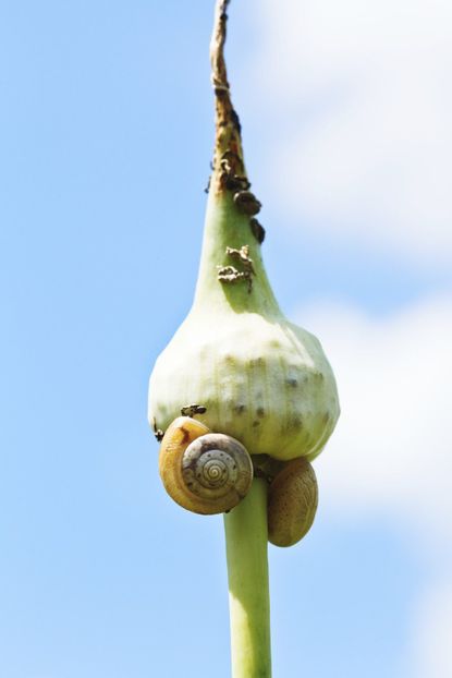 Pests On Garlic Plant
