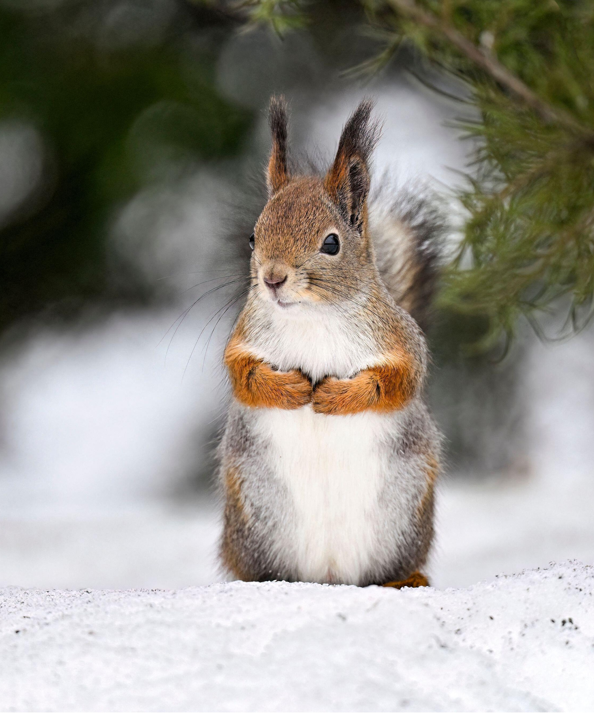 Red squirrel in snow