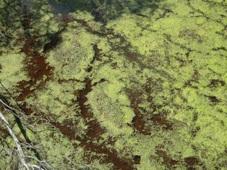 Green algae on the water