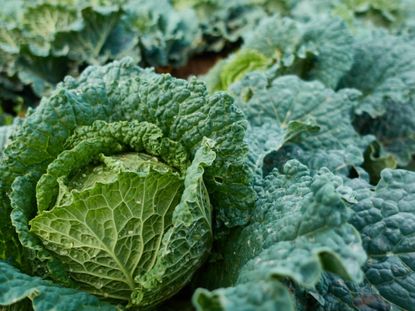 Savoy Cabbage