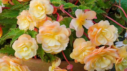 Begonia, tuber, tender bulb