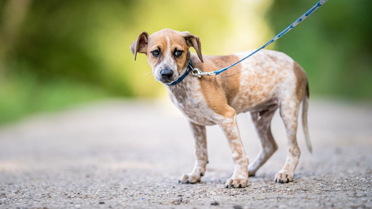 Nervous looking dog on a walk