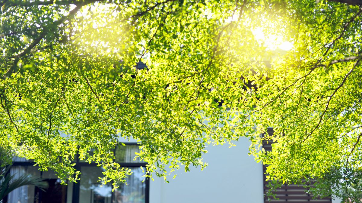 Is Your Neighbor's Tree Blocking the Sunlight in Your Yard? Here’s What You Can (and Can’t) Do About It, According to a Lawyer