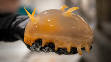 An orange sea pig in gloved hands.