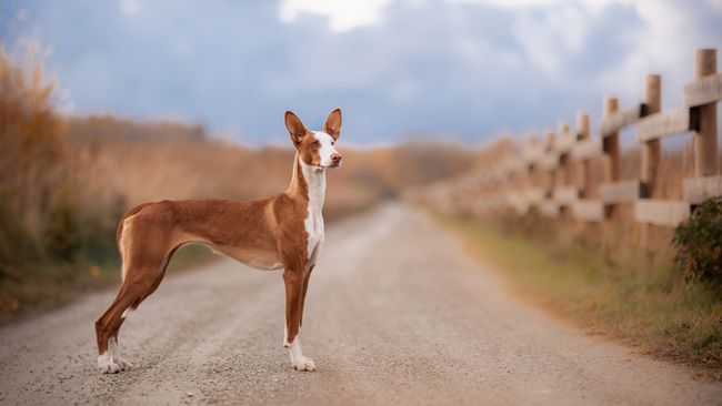 View of 32 best dog breeds for warm climates | PetsRadar