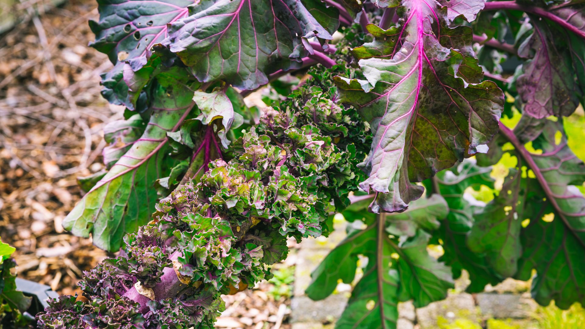 picture of kalette growing in garden