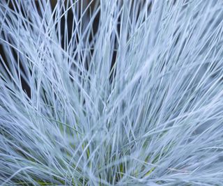 Blue fescue grass