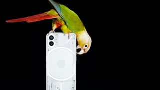 Product shot of parrot perching on Nothing phone