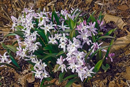 Star-Shaped Amsonia Plants