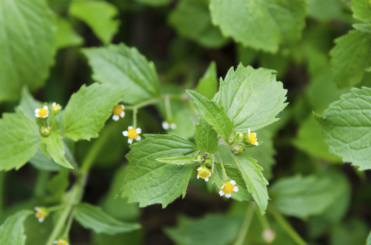 Hairy Galinsoga Weeds