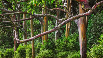 Rainbow eucalyptus trees in a forest with multi-colored bark