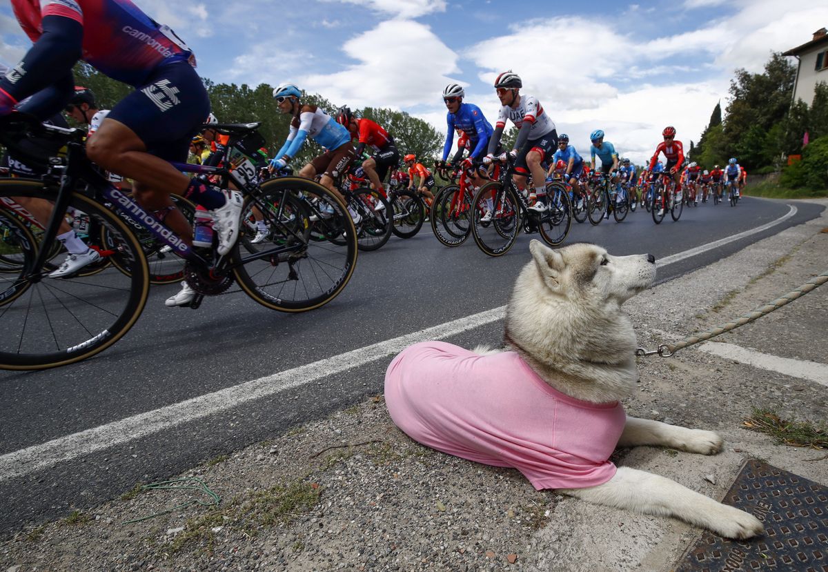 A Primoz Roglic fan enjoys the Giro from the roadside