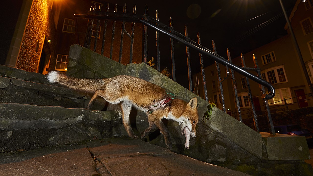 An injured red fox slinks down a set of stairs.