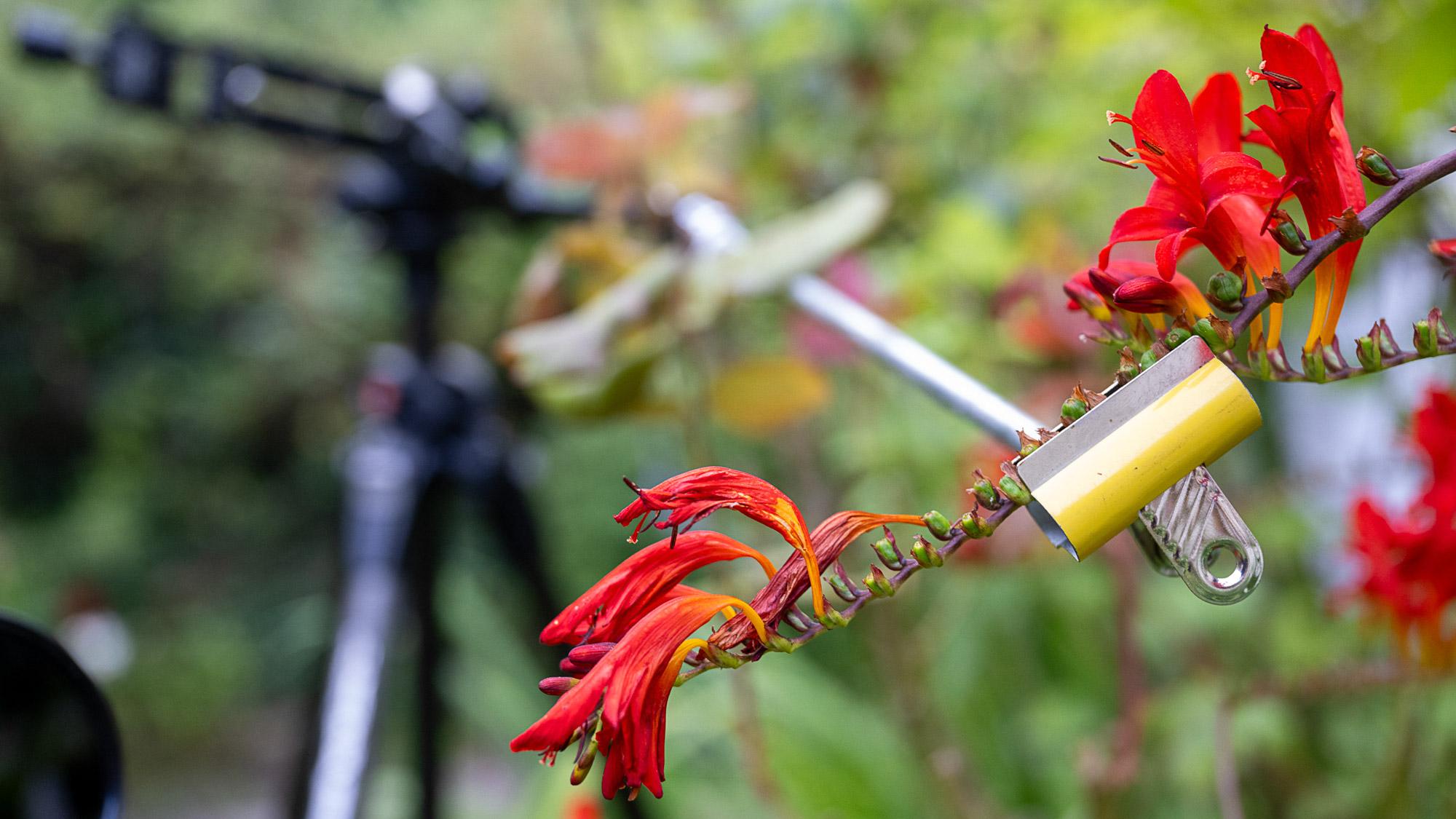 A clamp attached to a tripod to hold some of the red flowers steady