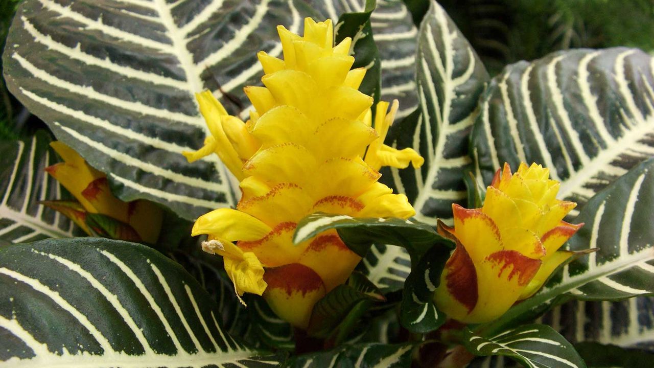 yellow flower on zebra plant