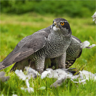 Goshawk - Ian Duffield, Picfair