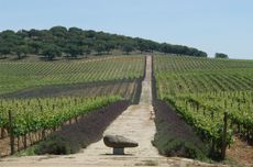 Alentejo vineyard