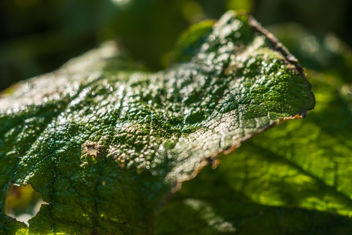 Sample image taken with a Fujifilm XF 16-55mm f/2.8 R LM WR II lens and Fujifilm X-T5 camera