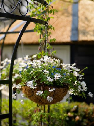 hanging basket ideas: white and blue flowers