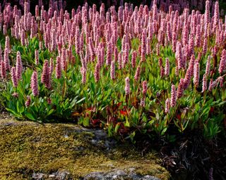 Blush pink flowers of Persicaria affinis 'Donald Lowndes’ AGM