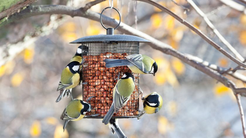 Great tits feeding on a bird feeder