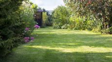 a garden lawn in summer