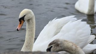 Close up of a swan on a lake