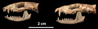 The best-preserved skulls of a female (left) and a male (right) of the ancient marsupial, Pucadelphys andinus.