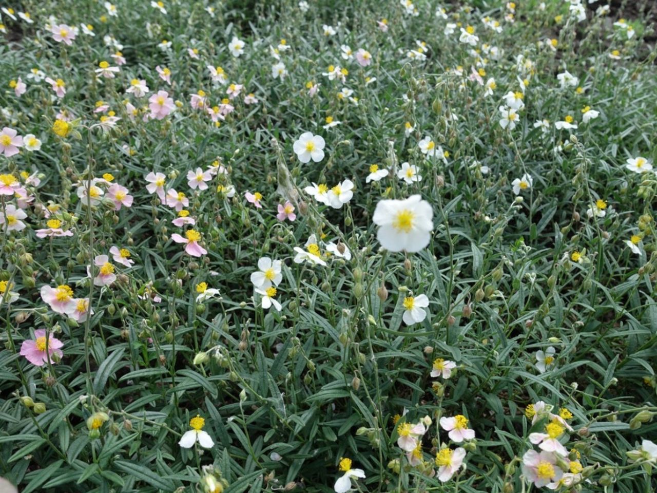 Field Of Helianthemum Plants