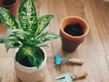 Dieffenbachia Plant Being Re-Potted