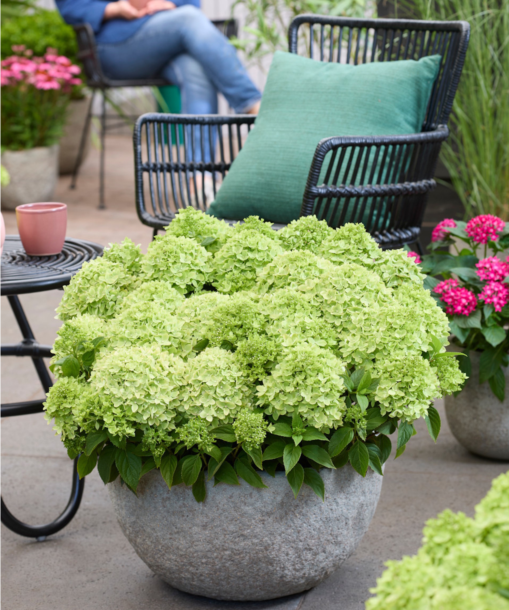 Plant Addicts Greeny Groundbreaker Hydrangea